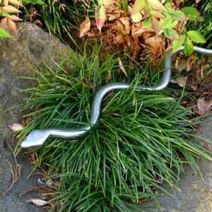 Silver-colored snake coiled on grass and ground near stone and fallen leaves