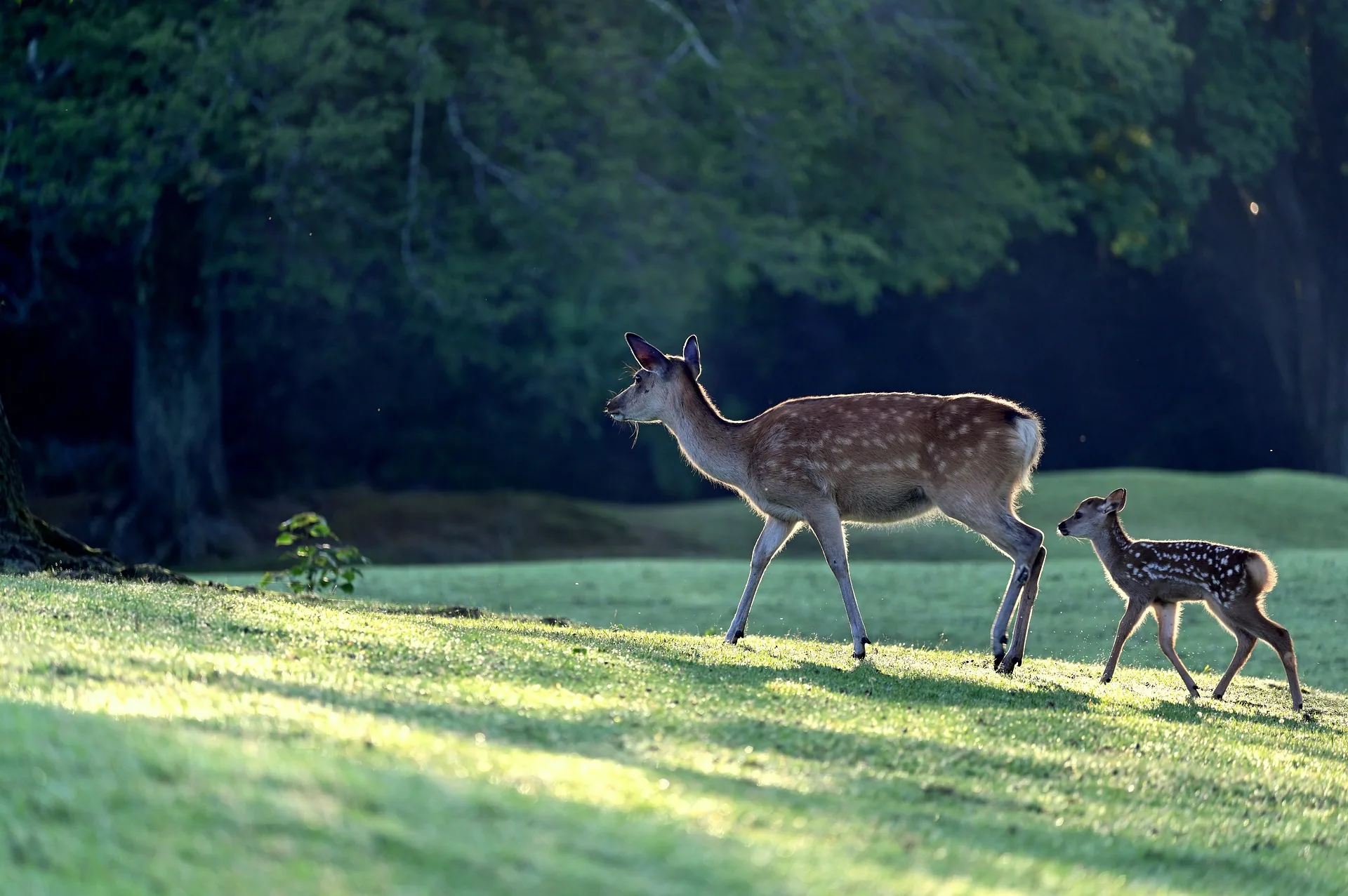 Deer mother and fawn walking together on a grassy hillside with forest trees in the background